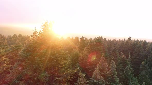 Sunlight falling on the pine forest.