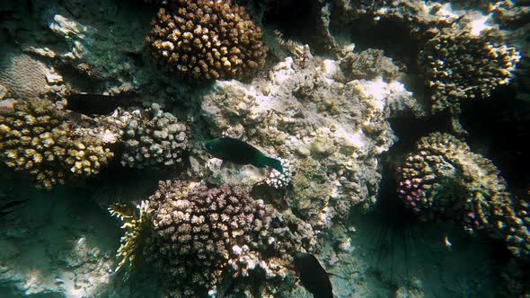 Beautiful Coral Reef and Parrotfishes Ctenochaetus Striatus