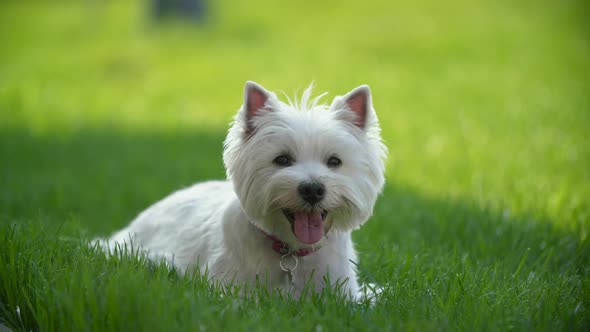 West Highland White Terrier Portrait with Ball