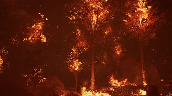 Large Flames of Forest Fire
