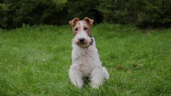 Tired Fox Terrier Sits on Green Grass in a Spring Park