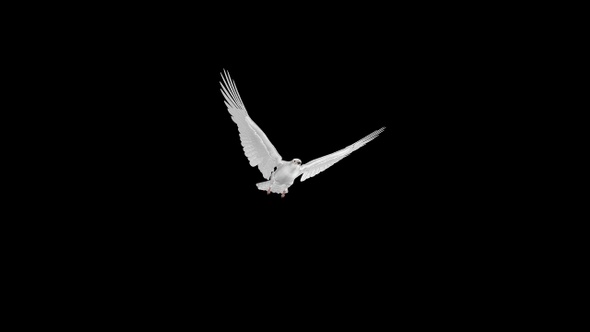 White Dove - Flying Transition - III alt