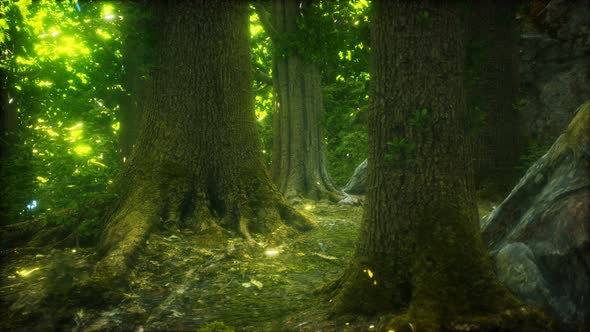 The Primeval Forest with Mossed Ground