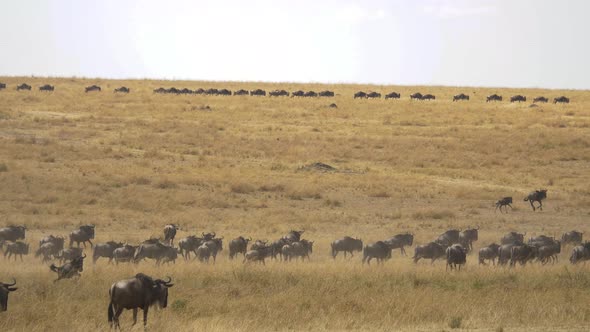 Herd of wildebeests running in Masai Mara