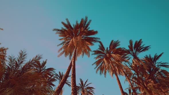 View of the Palm Trees Passing By Under Blue Skies