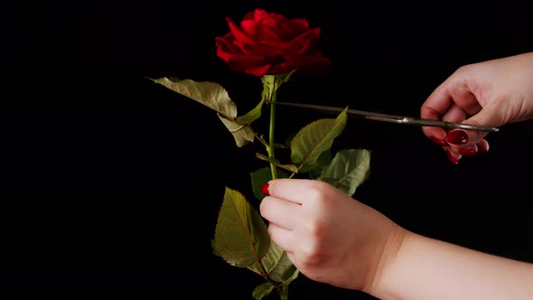 Women's Hands Holds Red Rose on Black Background