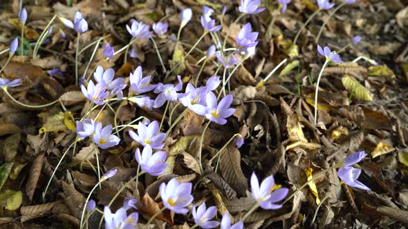 Blue Flowers