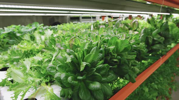 Spinach Seedlings Growing In Vertical Farm