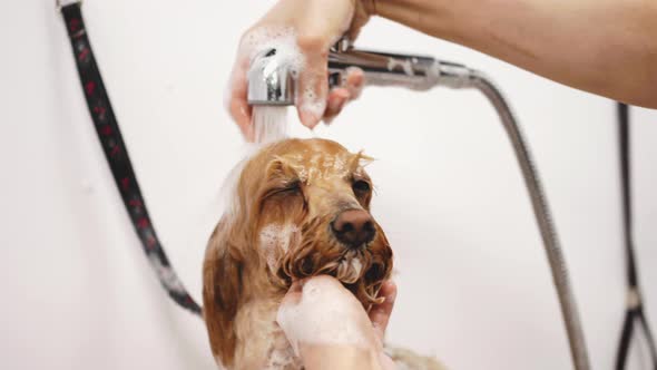 The Dog Takes a Shower in the Bathroom