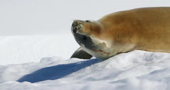 Crabeater seal on snow