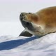Crabeater seal on snow - VideoHive Item for Sale