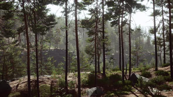 Nordic Pine Forest in Evening Light