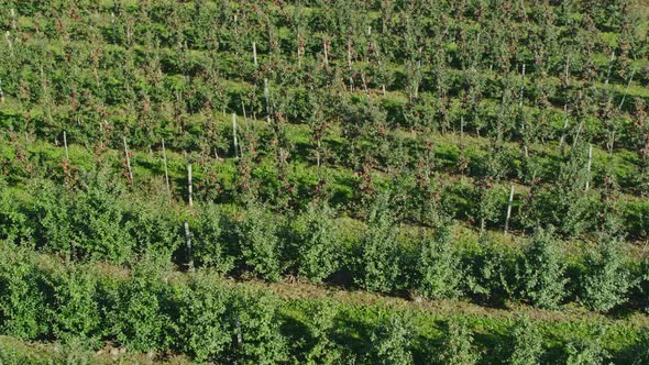 Apple Orchard Drone