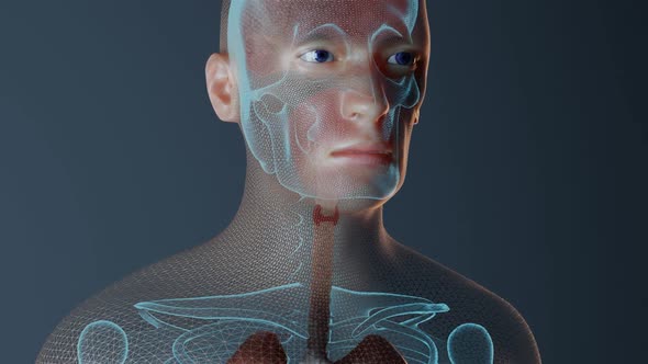 Thyroid Function in Human Body Animation