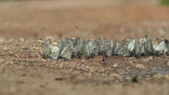 Large Flock of Aporia Crataegi Butterflies and Black-Veined White Butterfly on Ground Surface