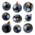 Collection of isolated blackcurrants - PhotoDune Item for Sale