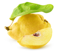 Isolated quince fruit - PhotoDune Item for Sale
