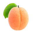 One isolated apricot fruit - PhotoDune Item for Sale