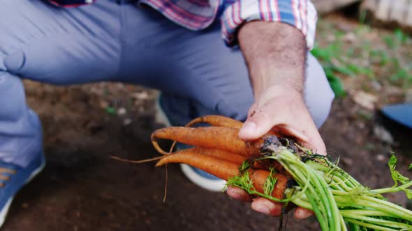 Man cultivating a carrot in garden house