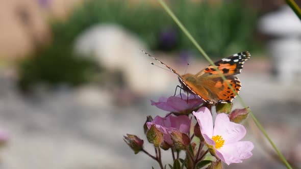 An orange painted lady butterfly feeding on nectar and pollen on pink wild flowers then flying away