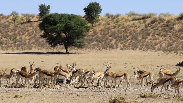 Springbok Antelopes At A Waterhole - Kalahari Desert