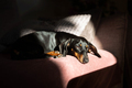 Dachshund napping in the sun on the sofa - PhotoDune Item for Sale