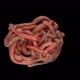 Roll of Earthworms Creep with Alpha Channel - VideoHive Item for Sale