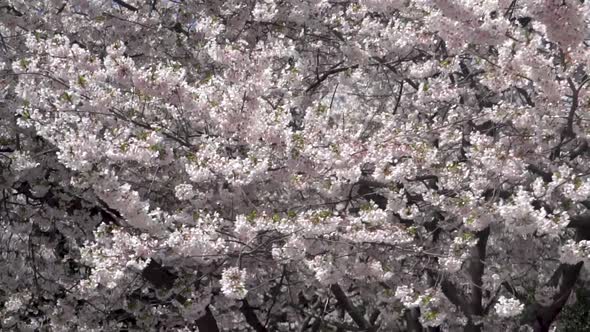 Close up and slow motion of cherry blossoms in Washington, DC.