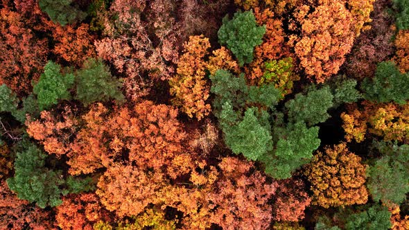 Aerial view of autumn forest. Wildlife in Poland.