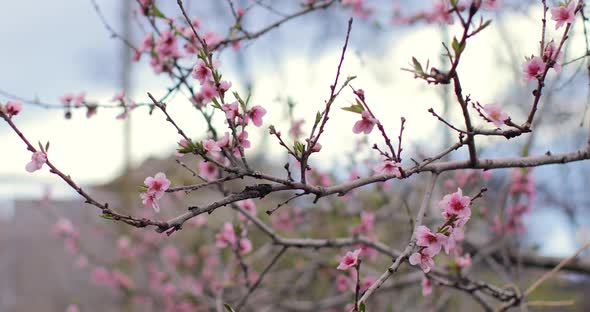 A Gimbal shot of sparrow perches on a full-bloomed Cherry blossoms tree