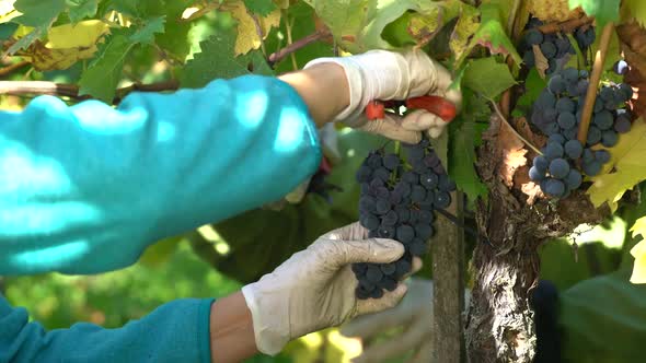 Farmers Cut Vines During Harvesting