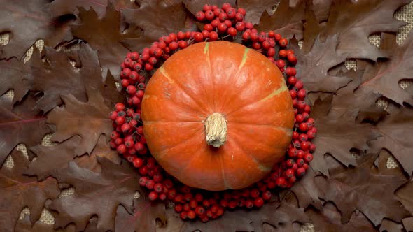 Orange pumpkin. Autumn still life. Halloween holiday.