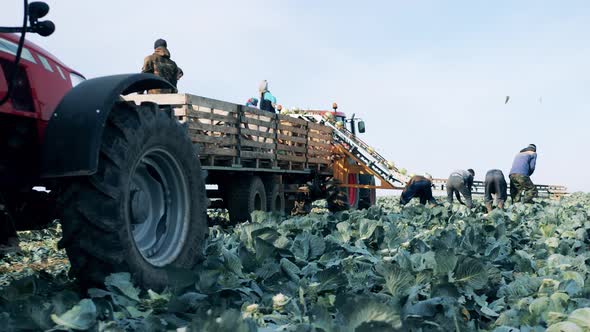 Farmers are Loading Cabbage Into the Harvesters
