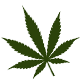 ChillBud - Medical Marijuana and Cannabis Theme - ThemeForest Item for Sale