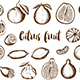 Vintage Citrus Fruit Collection. - GraphicRiver Item for Sale