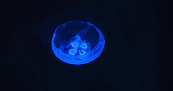 Underwater Shot of Aurelia Hawaii Moon Jellyfish Saucer Jelly Floating in the Dark Aquarium