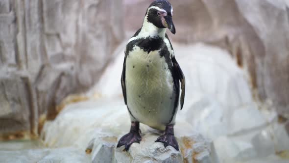 Penguin Cleans Itself on Coast Near Water