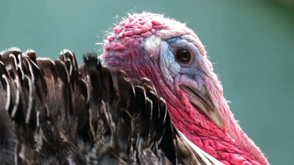 The Head of a Beautiful Red Turkey