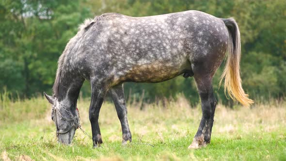 Beautiful Gray Horse Grazing in Green Grassland Summer Field