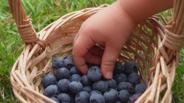 Child's Hand Takes a Ripe Blueberry From a Basket on the Background of the Grass