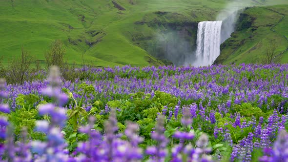 Skogafoss Waterfall in Iceland in Summer