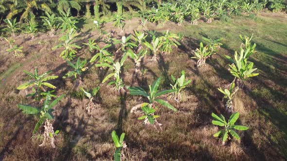 Aerial view banana tree plantation in morning