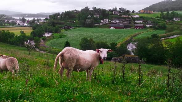 A Sheep in Front of a Norwegian Village in Slow Motion