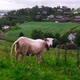 A Sheep in Front of a Norwegian Village in Slow Motion - VideoHive Item for Sale