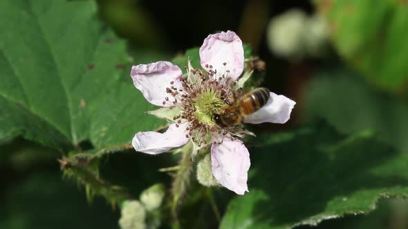 Honey Bee, Apis mellifera on Bramble flower. Staffordshire. British Isles