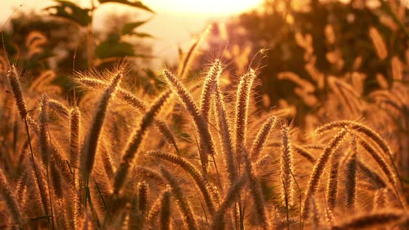 Grass Sunshine