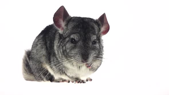 Chinchilla Chewing Black Sunflower Seed on White Background. Slow Motion