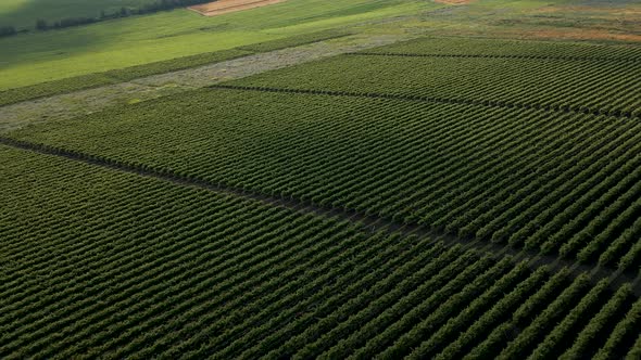 Italian Countryside Beautiful Farms and Vineyards Beautiful Aerial View  Footage