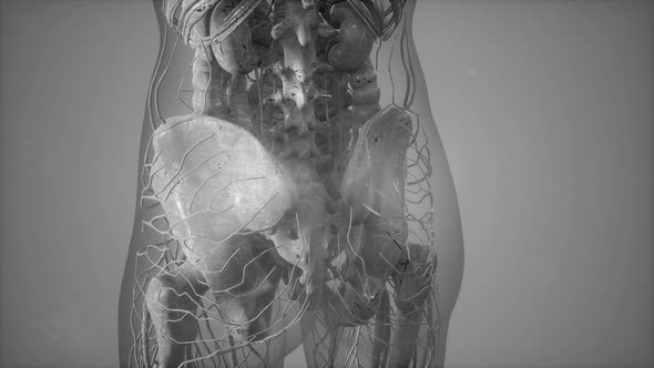 Human Body with Visible Skeletal Bones alt