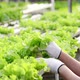 Asian farmer checking quality of hydroponic vegetables in a hydroponic farm - VideoHive Item for Sale